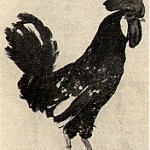 pollo1