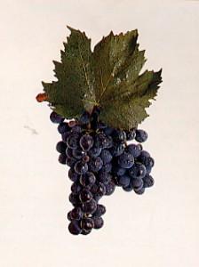 sangiovese