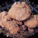 tartufo_bianco