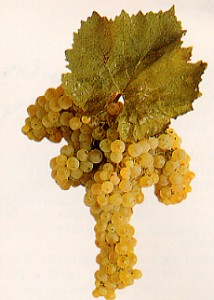 trebbiano_toscano