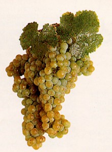 verdicchio