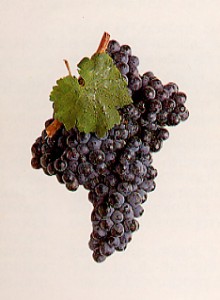 vernaccia_nera